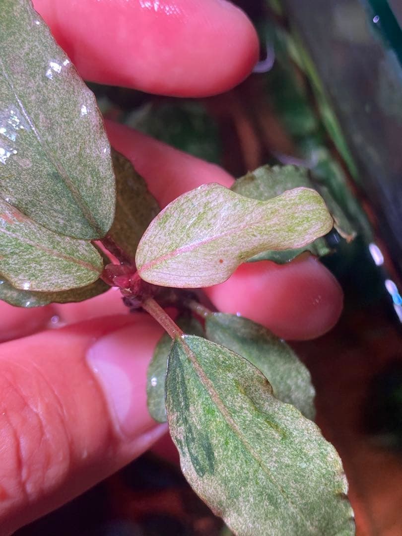 ブセファランドラｓｐ. バリエガータい斑入り