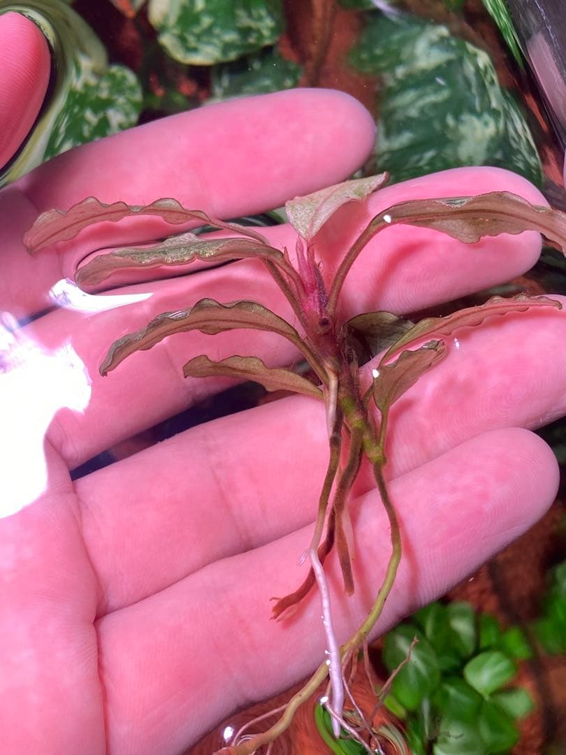 ブセファランドラｓｐ. バリエガータい斑入り