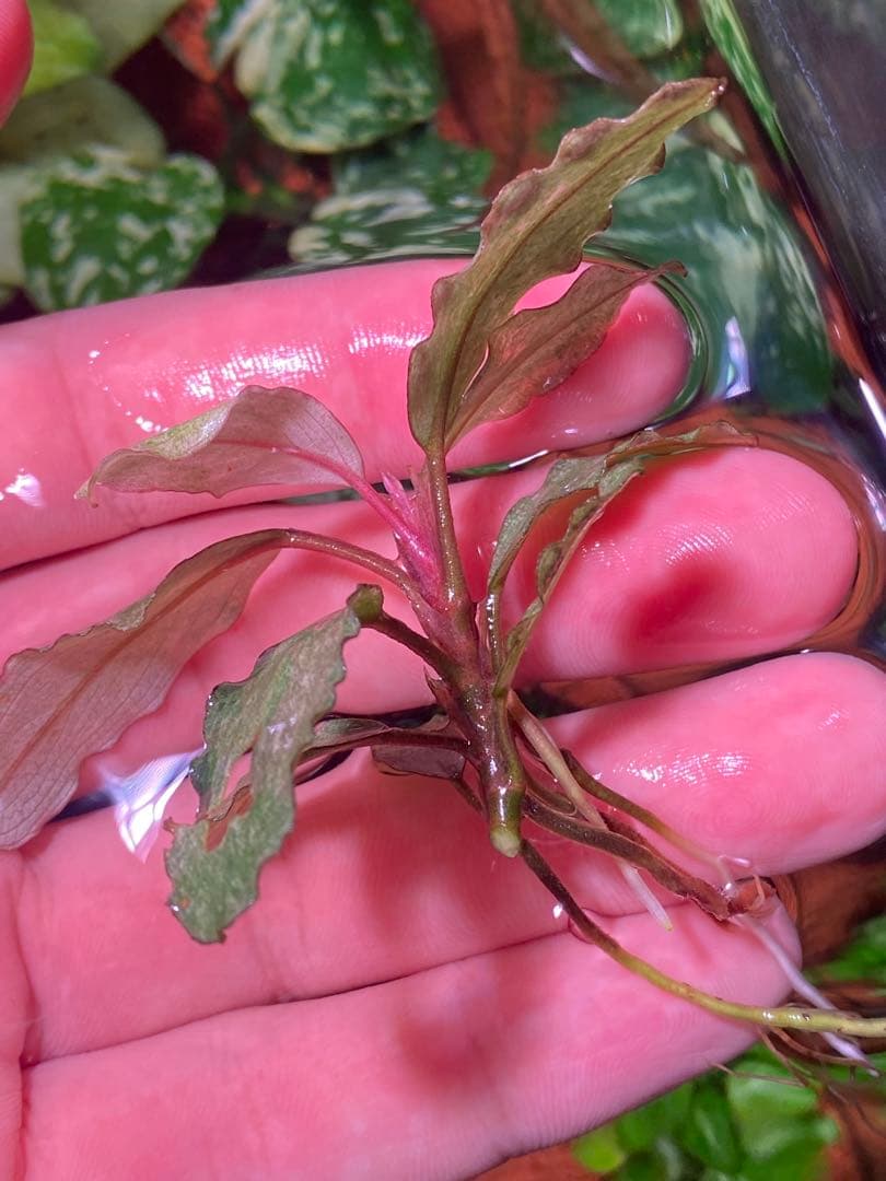 ブセファランドラｓｐ. バリエガータい斑入り