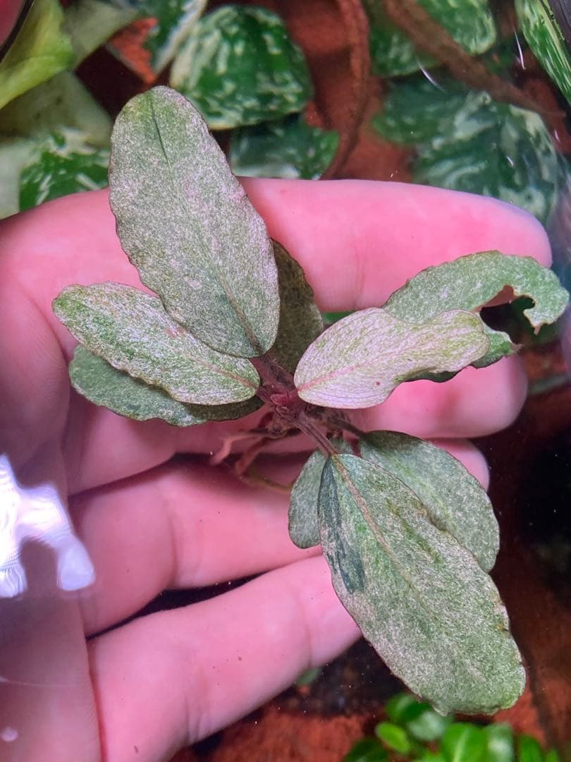 ブセファランドラｓｐ. バリエガータい斑入り