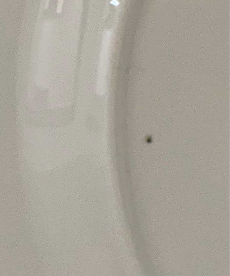 中古　美品　ウェッジウッド　クタニクレーン　陶磁器　大皿　8枚