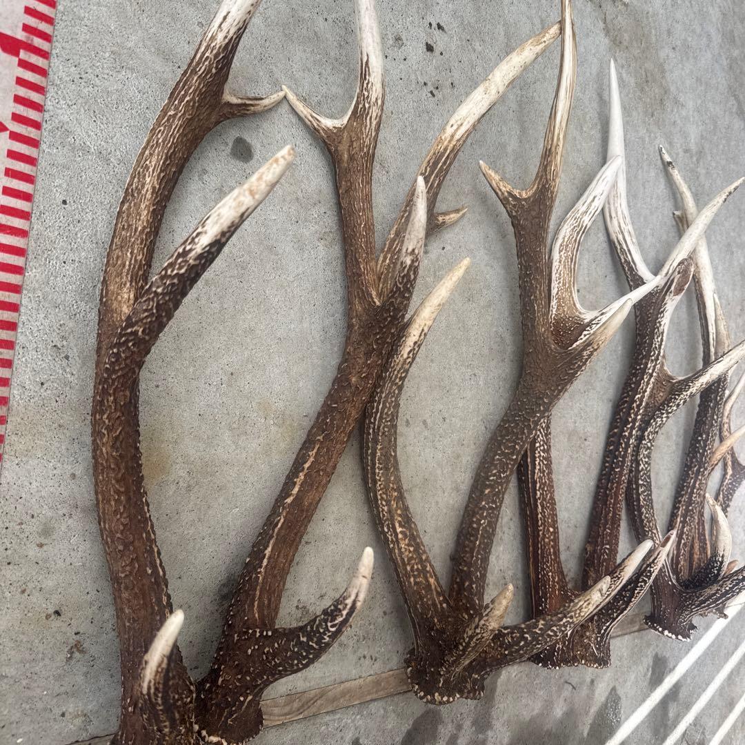 ⑤鹿の角 セット ニホンジカ 10本