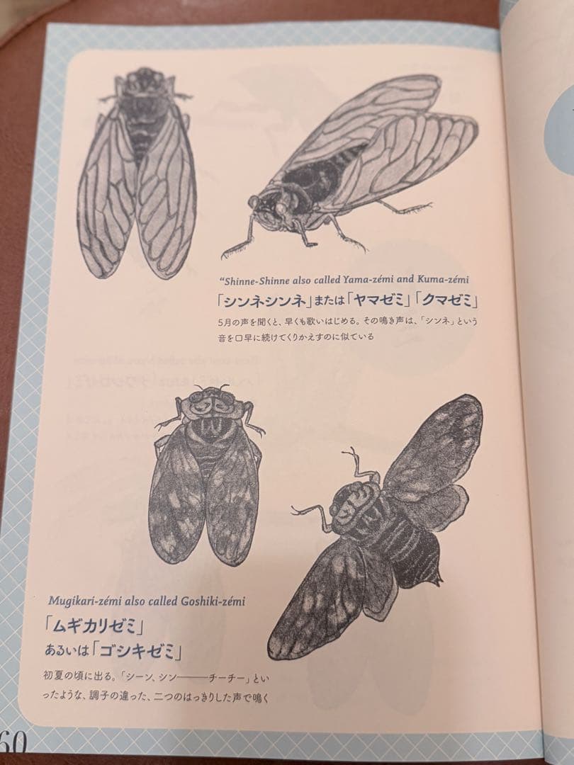 渋*７様 『虫の詩 かそけきものの声音を愛す』小泉八雲