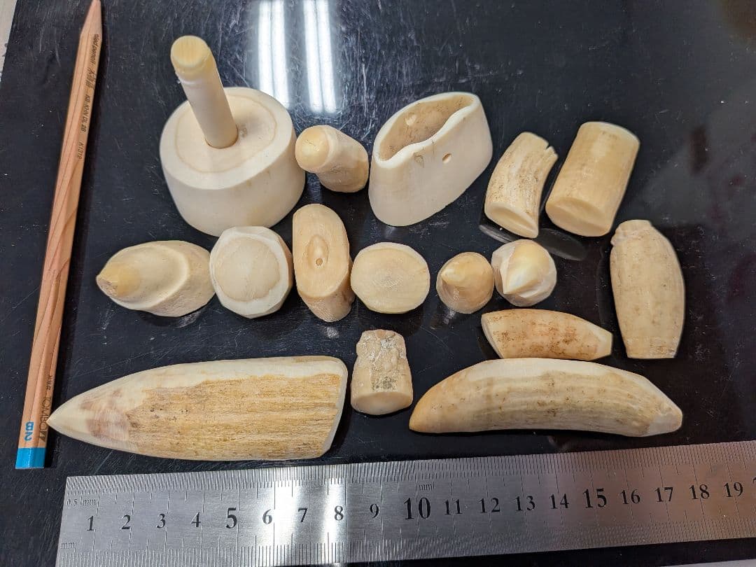 マッコウ鯨歯　丸材　本物