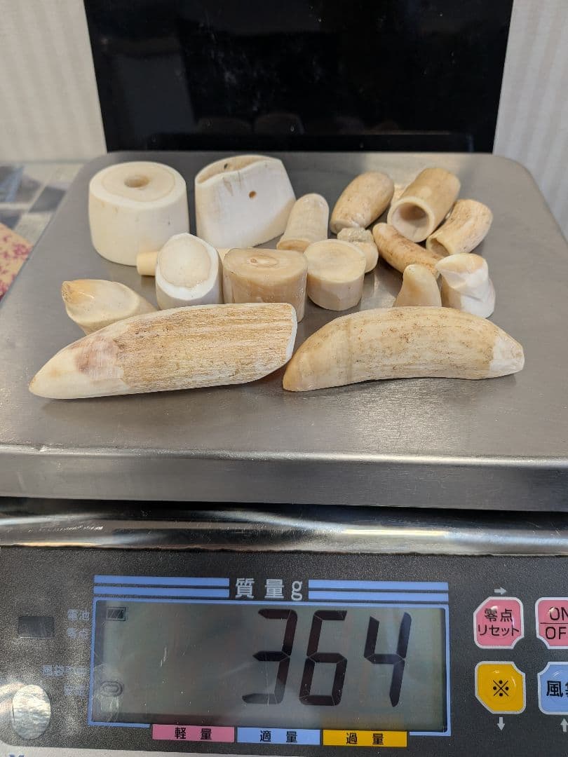 マッコウ鯨歯　丸材　本物