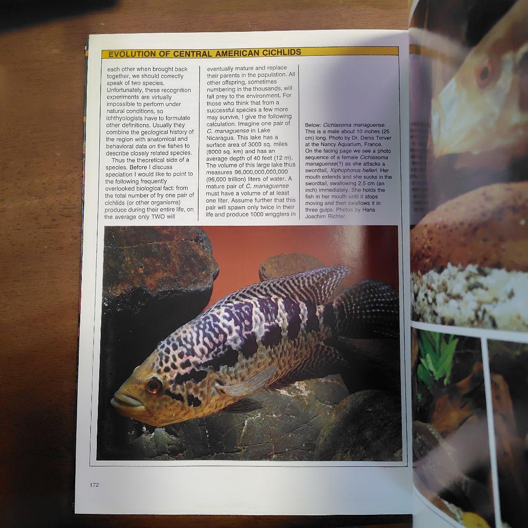 Cichlids from Central America　熱帯魚