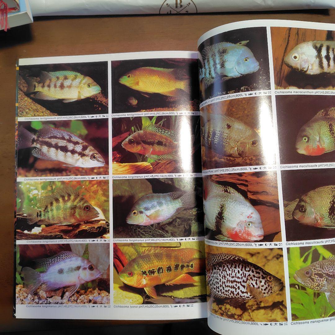 Cichlids from Central America　熱帯魚