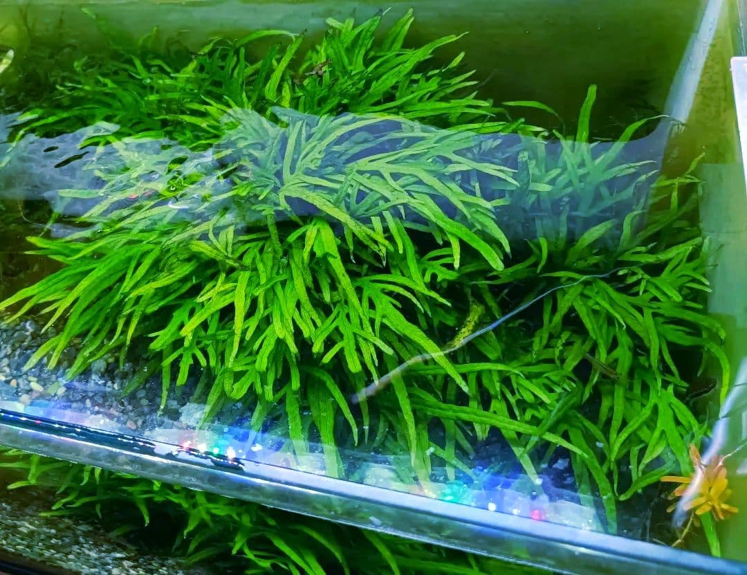 ミクロソリウム　トライデント まとめ売り