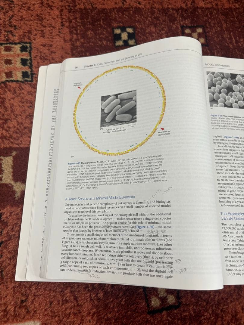 Molecular Biology of the Cell 第7版