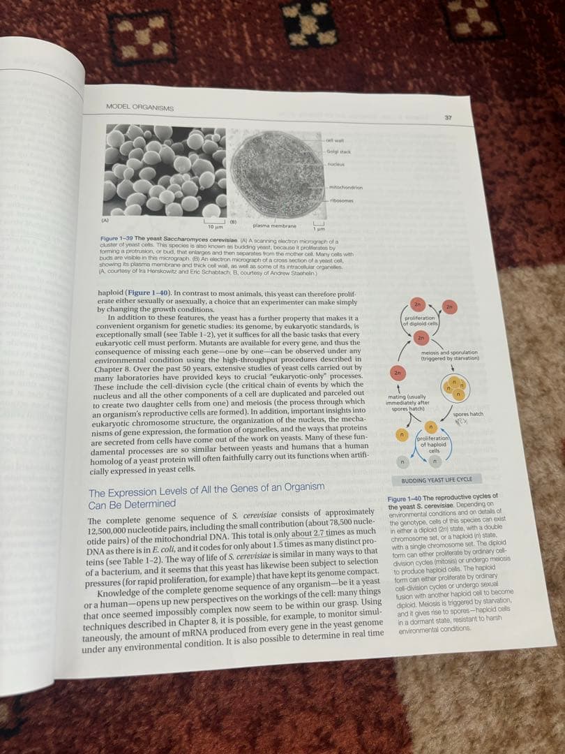 Molecular Biology of the Cell 第7版