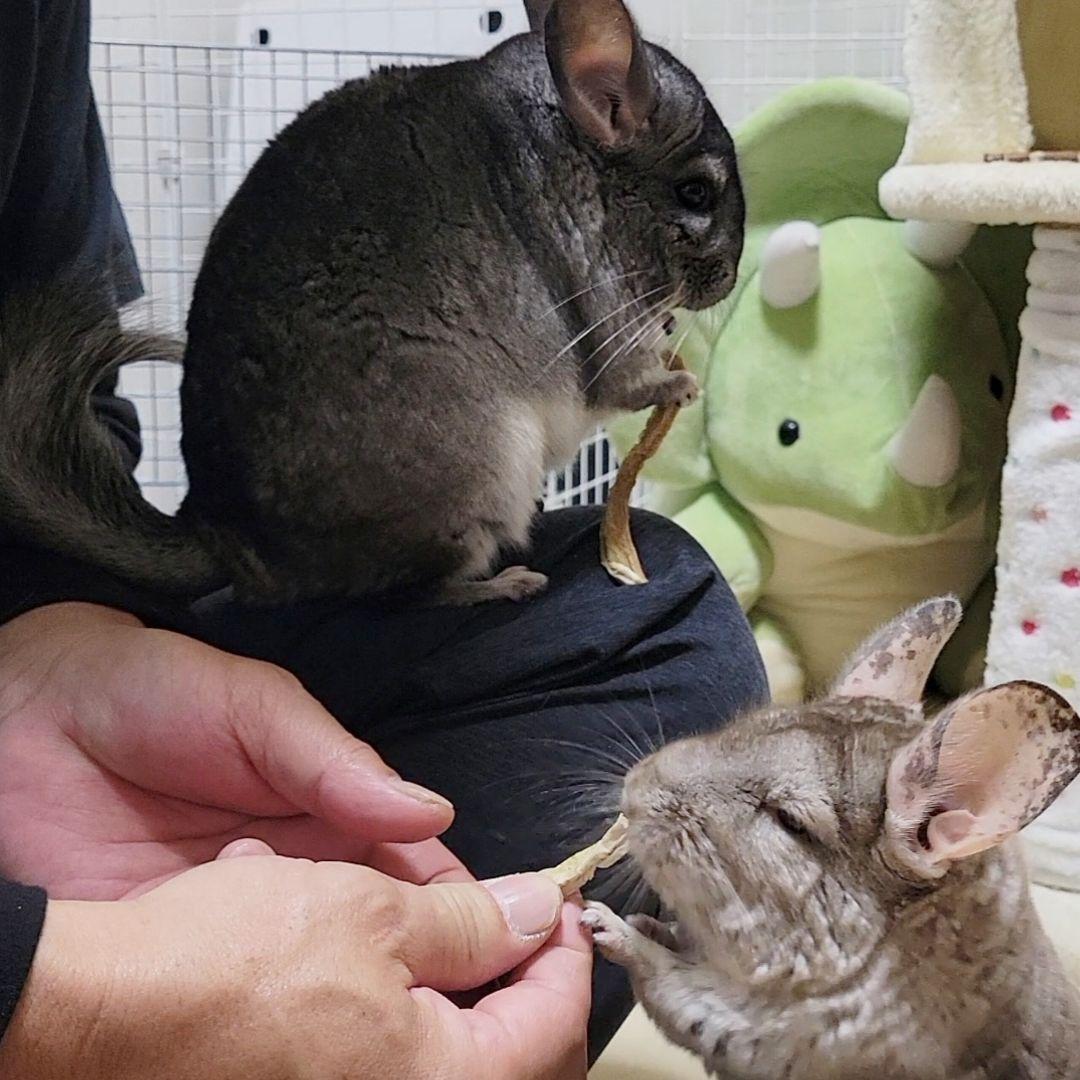 モッタンです♪【同梱お値引き済み】