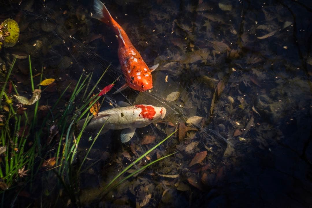 分解清掃済 Helios-44M-4 58mm f2