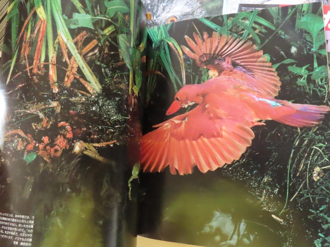 週刊　動物たちの地球全144巻揃い　朝日新聞社発行　定価74880円 美品