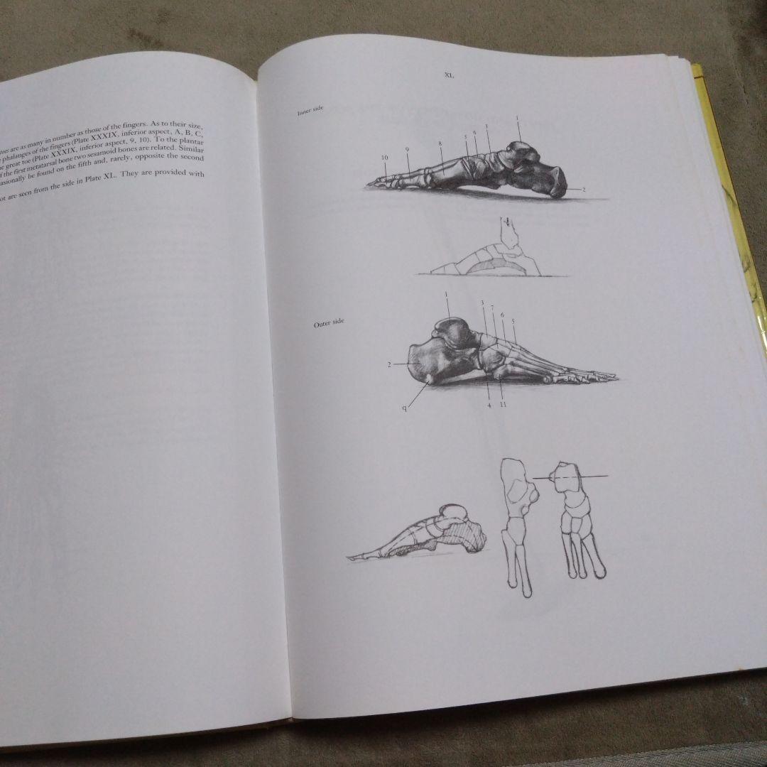 ANATOMY FOR THE ARTIST　解剖デッサン集