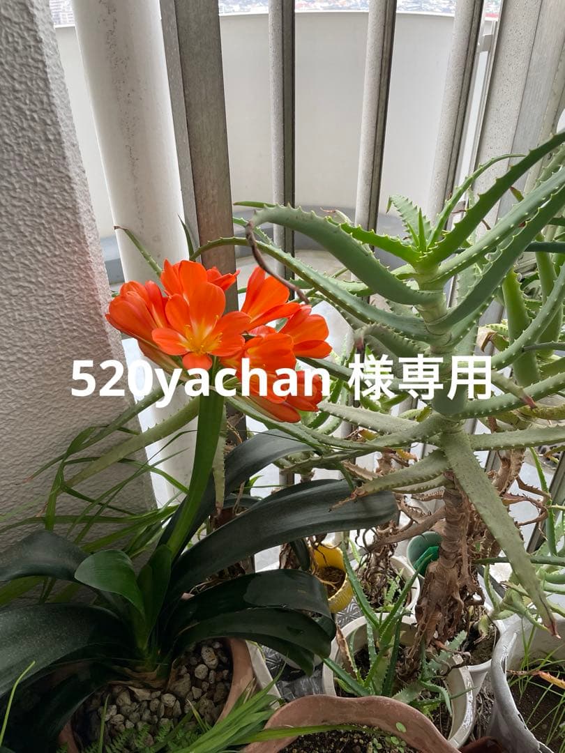 ディナー皿５枚セット(27cmx5枚)