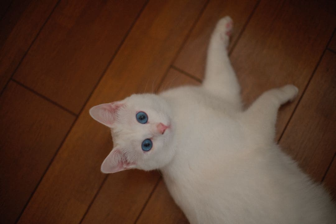 作例あり MC ROKKOR-PG 58mm f1.2