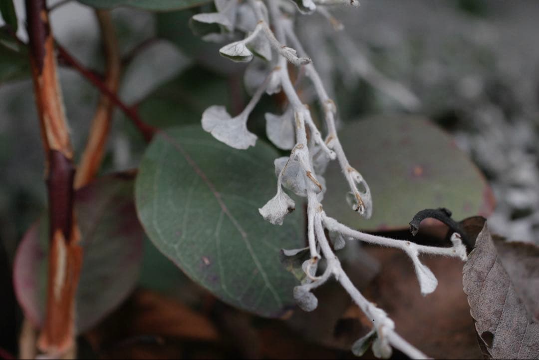 SIGMA 50mm F2.8 DG MACRO 単焦点　動作品　キャノンEF