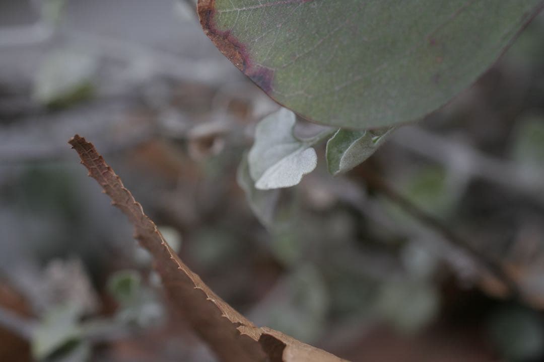 SIGMA 50mm F2.8 DG MACRO 単焦点　動作品　キャノンEF