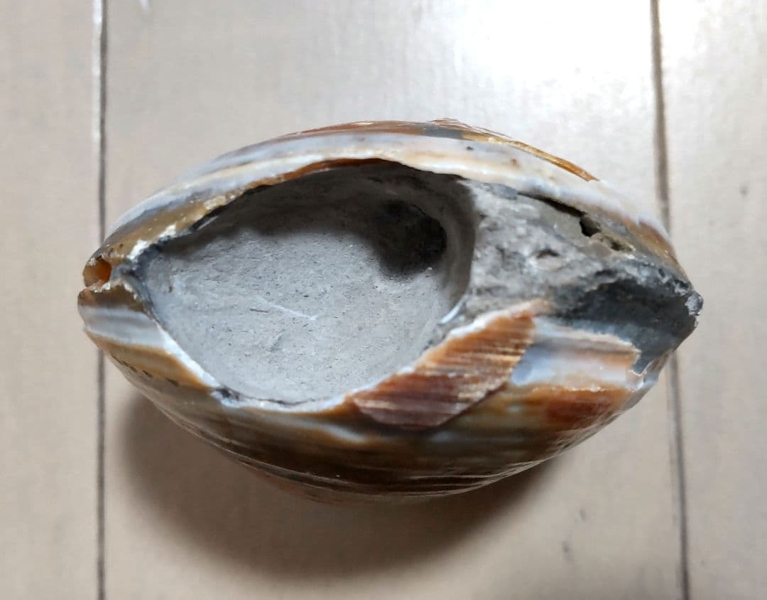 イセシラガイ　化石 ３個セット　 広島市中区八丁堀