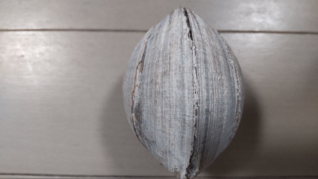 イセシラガイ　化石 ３個セット　 広島市中区八丁堀