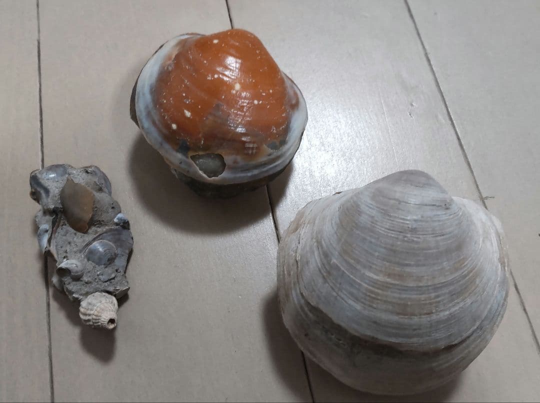イセシラガイ　化石 ３個セット　 広島市中区八丁堀