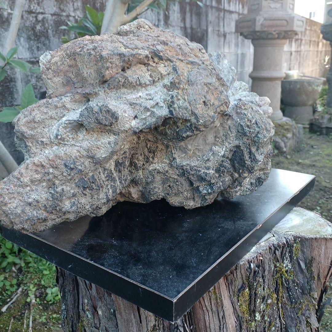 根尾谷産菊花石　　(銘) 神代菊　約12キロ