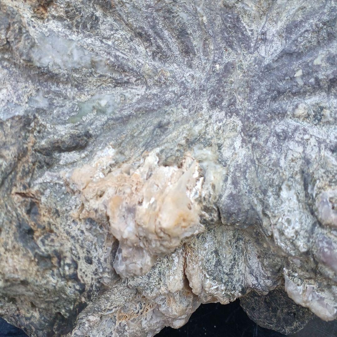 根尾谷産菊花石　　(銘) 神代菊　約12キロ