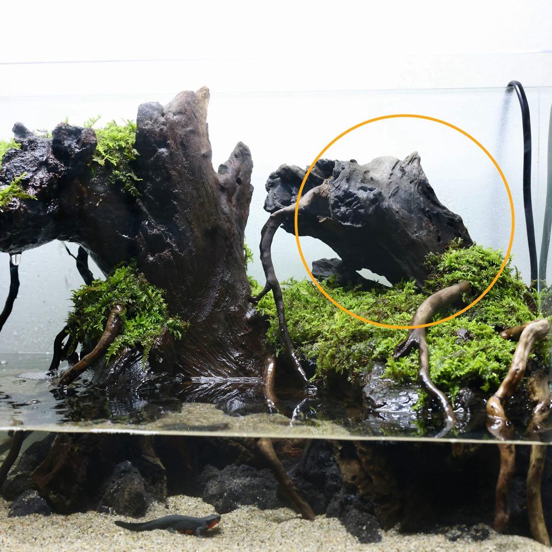 格安レイアウト水槽　イモリウム　アクアテラリウム