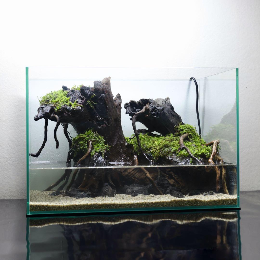 格安レイアウト水槽　イモリウム　アクアテラリウム