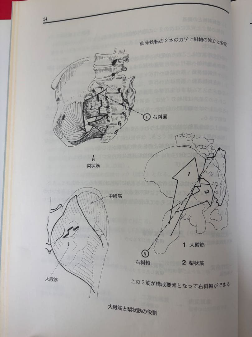 年始セール! オステオパシーの診断と治療 仙骨を中心とした診かた