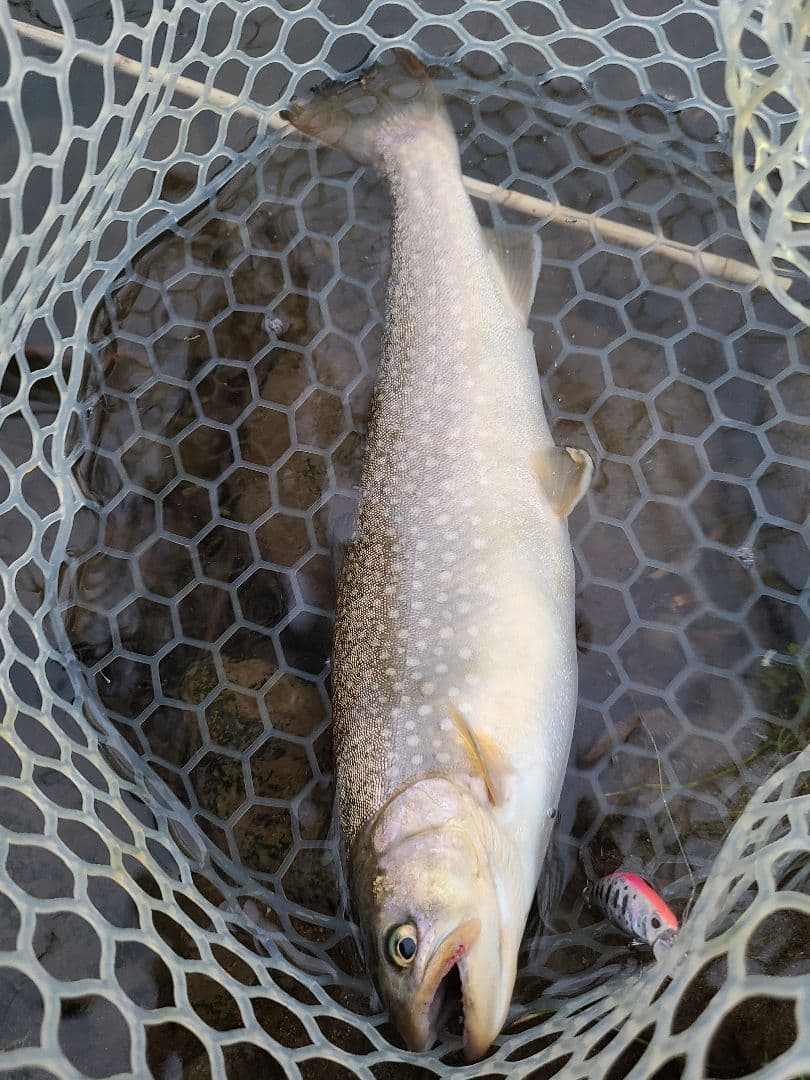 シャンクス専用