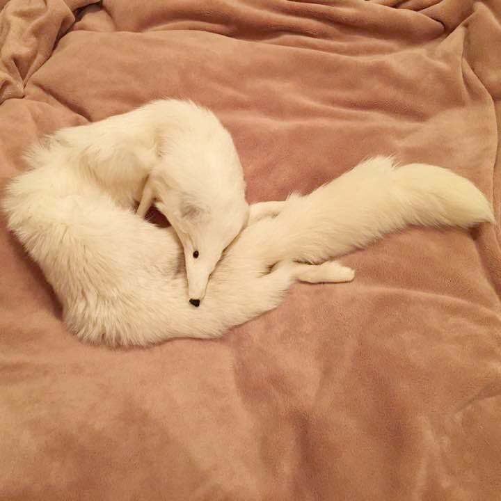 新品未使用❣高級リアルフォックスのストール