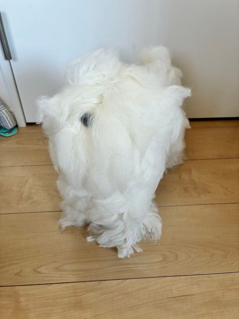 ヒューマンアカデミー　トリミング教材セット一式