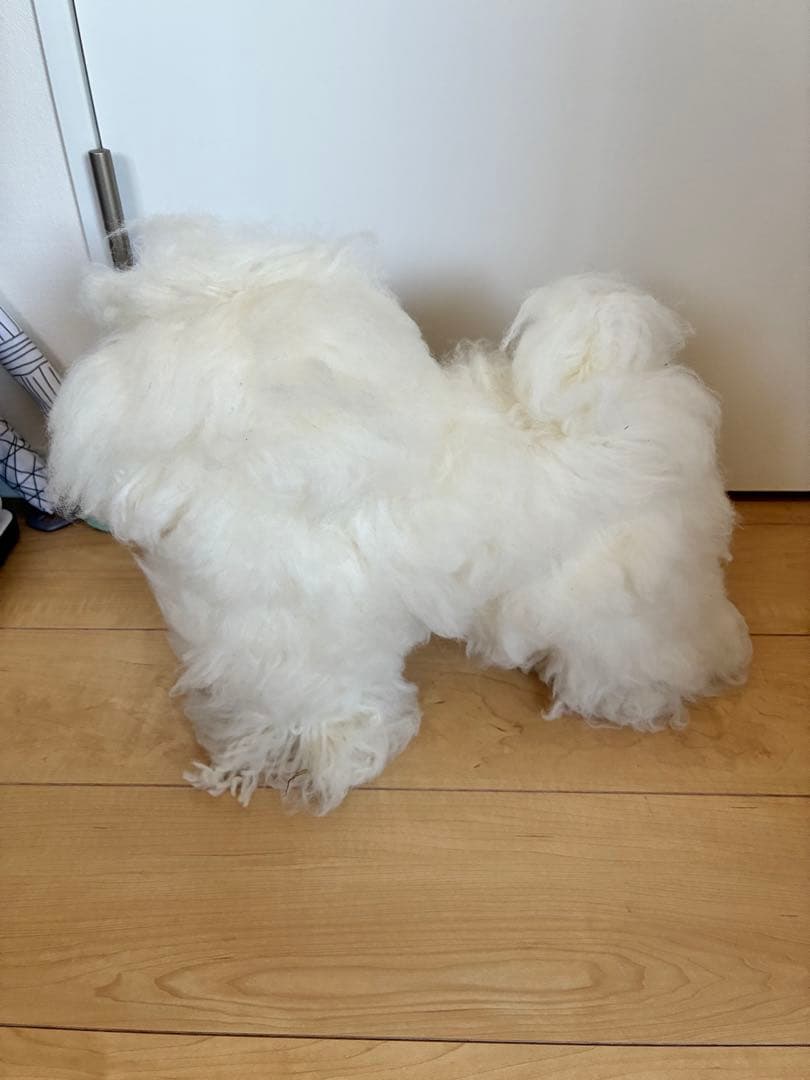 ヒューマンアカデミー　トリミング教材セット一式