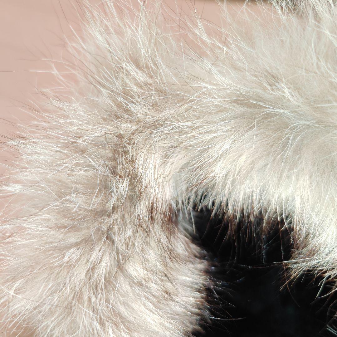 あきわちら SPIEWAK N-3Bセット