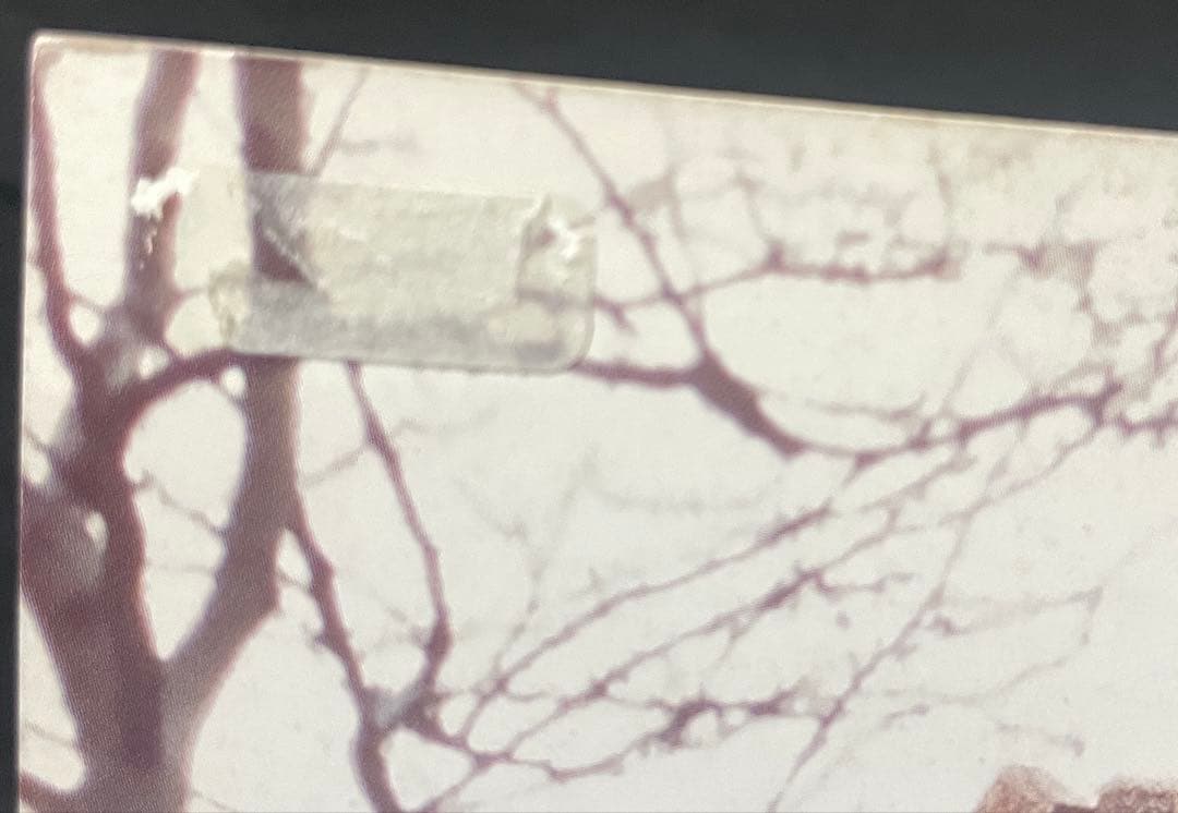 Félix González-Torres America