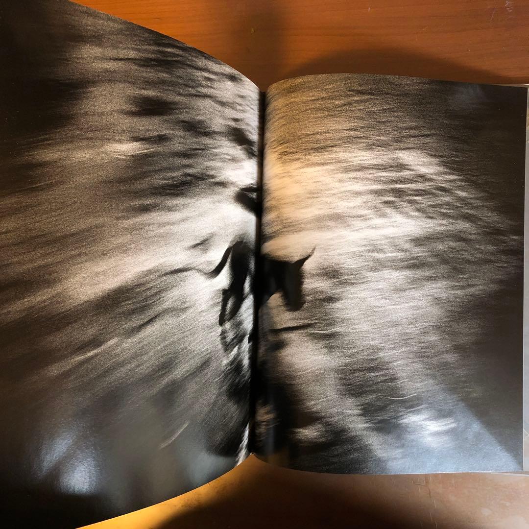 (珍しい本) DIES IRAE PAOLO PELLEGRIN (洋書)