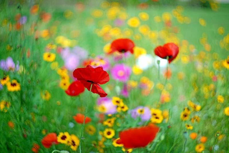 58　パスポート　純正ケース付ぐるぐるボケレンズ　 ヘリオス　44-2　M42