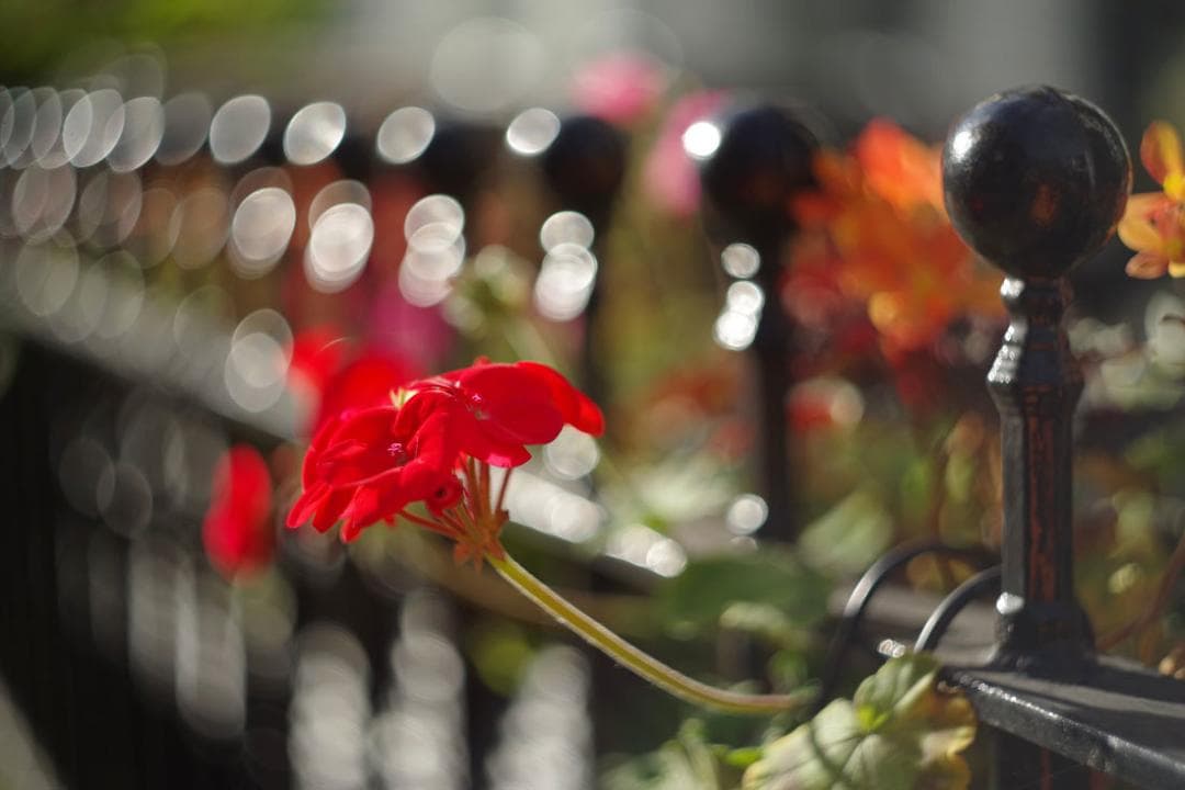 58　パスポート　純正ケース付ぐるぐるボケレンズ　 ヘリオス　44-2　M42