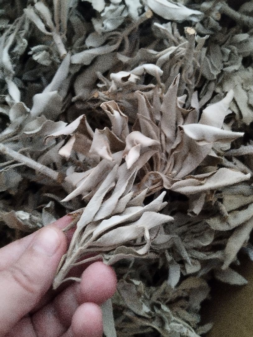 業務用価額☆無農薬ホワイトセージ枝付きクラスター1KG浄化お得