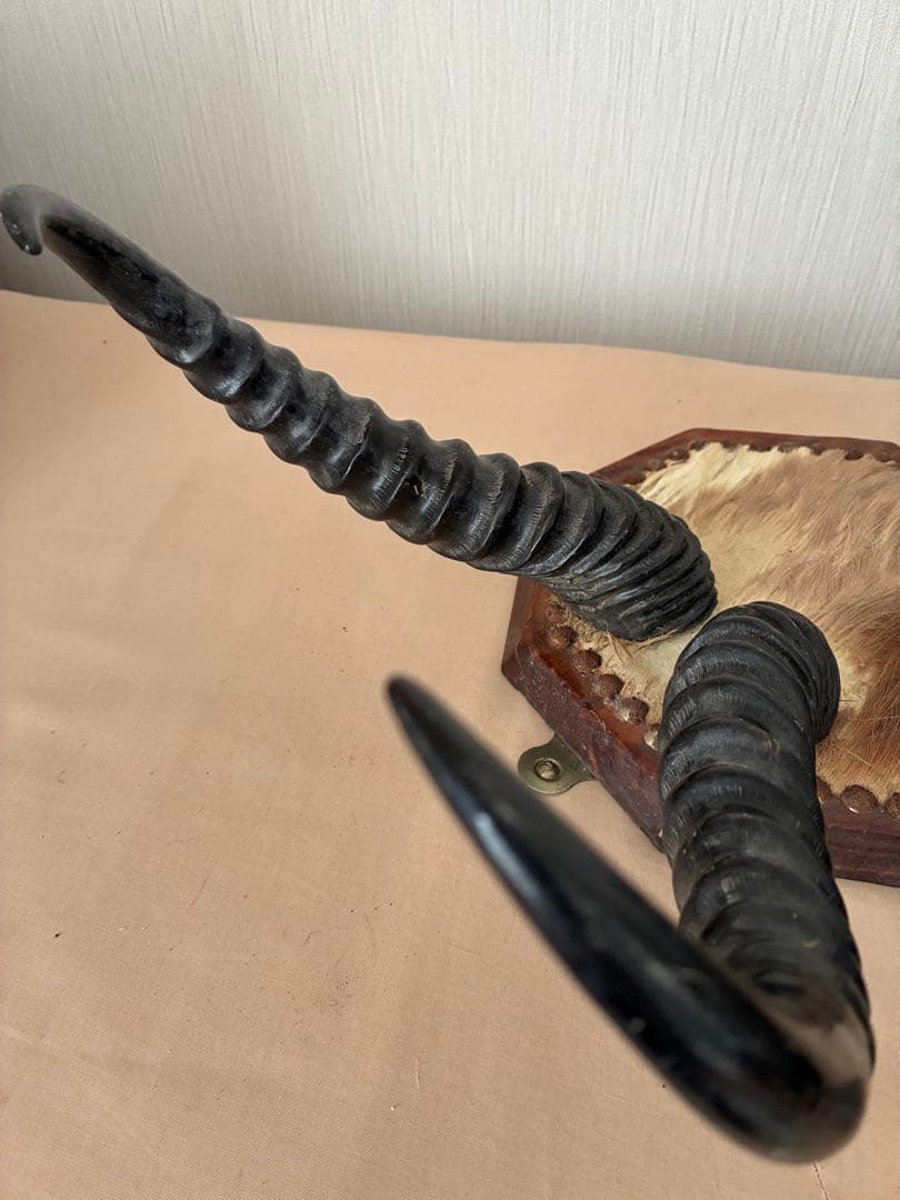 ジ*ん様 インパラの角 ハンティングトロフィー　オブジェ