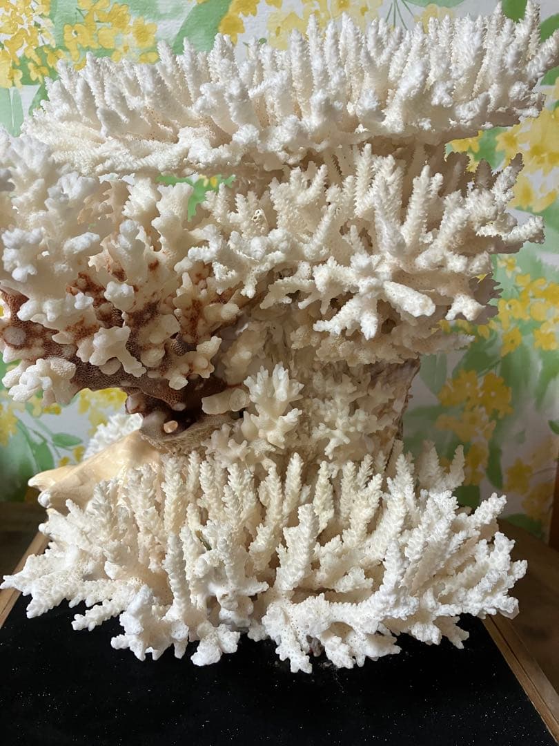 珊瑚礁　置物　ガラスケース入り　特大　珊瑚礁巾約40cm