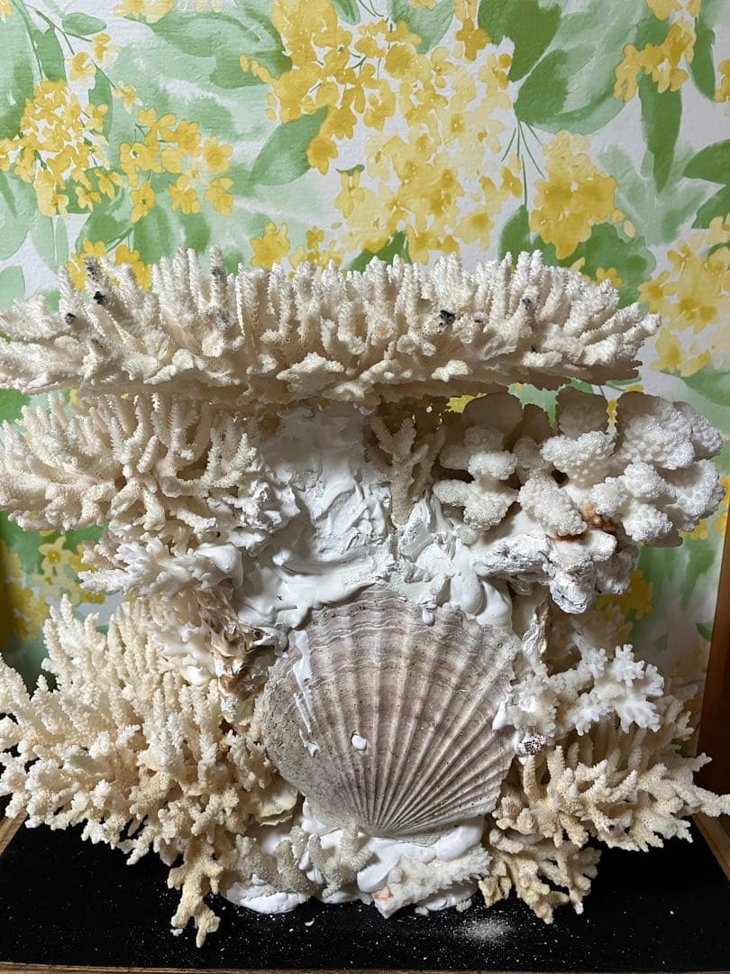 珊瑚礁　置物　ガラスケース入り　特大　珊瑚礁巾約40cm