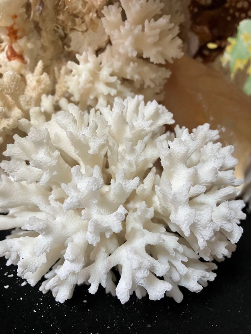 珊瑚礁　置物　ガラスケース入り　特大　珊瑚礁巾約40cm