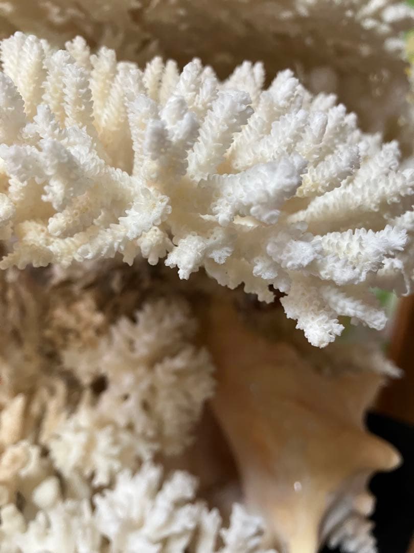 珊瑚礁　置物　ガラスケース入り　特大　珊瑚礁巾約40cm