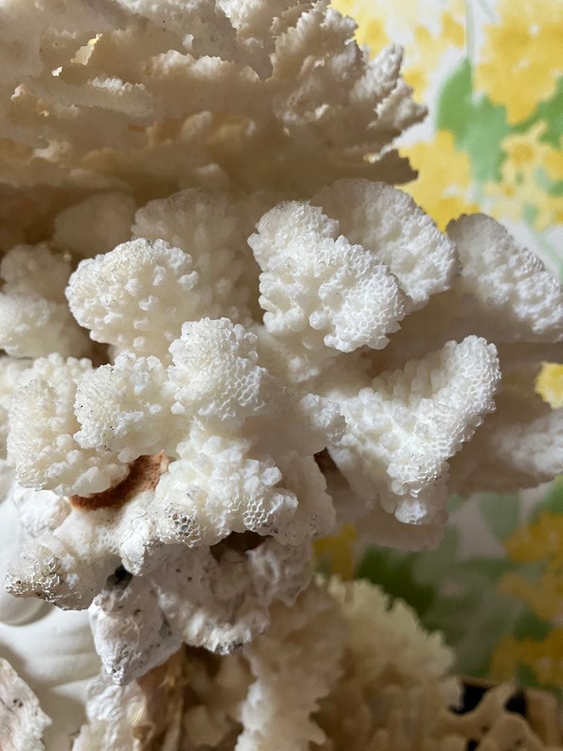 珊瑚礁　置物　ガラスケース入り　特大　珊瑚礁巾約40cm