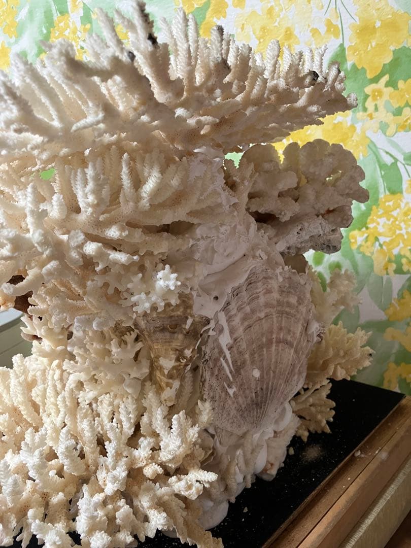 珊瑚礁　置物　ガラスケース入り　特大　珊瑚礁巾約40cm