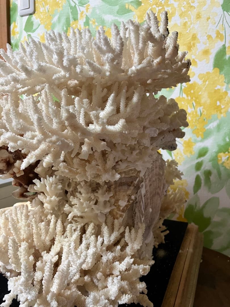珊瑚礁　置物　ガラスケース入り　特大　珊瑚礁巾約40cm