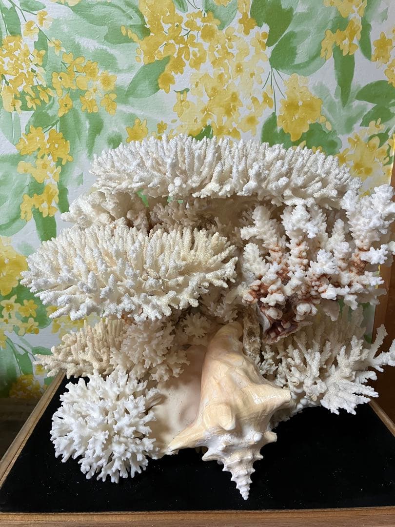 珊瑚礁　置物　ガラスケース入り　特大　珊瑚礁巾約40cm