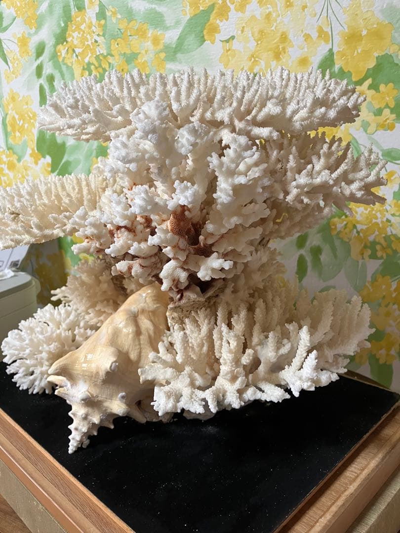 珊瑚礁　置物　ガラスケース入り　特大　珊瑚礁巾約40cm